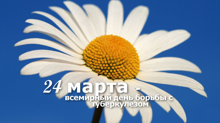 БЕЛАЯ РОМАШКА.